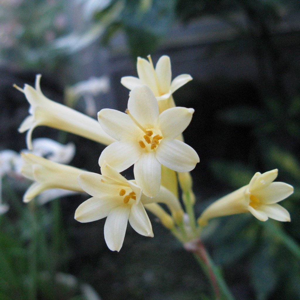 Cyrtanthus mackenii 'Cream White'