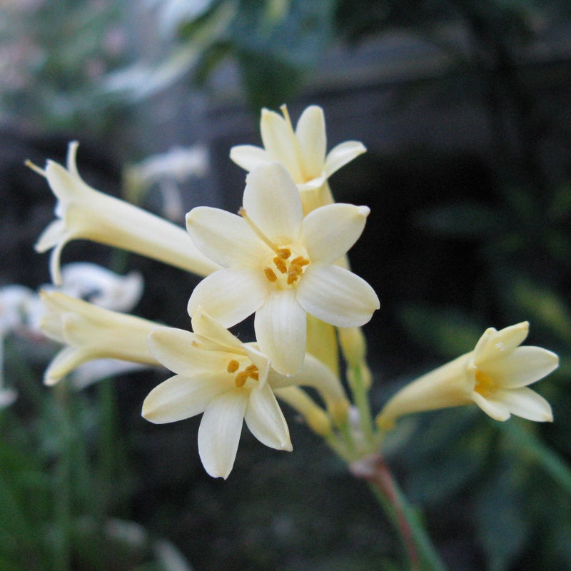 Cyrtanthus mackenii 'Cream White' (Bulbs)