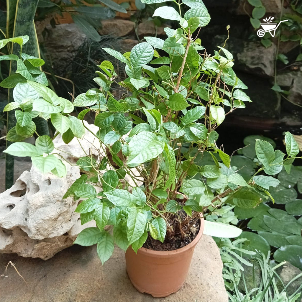 Dwarf Madhu Malti | MadhuMalti | Rangoon Creeper Plant - myBageecha