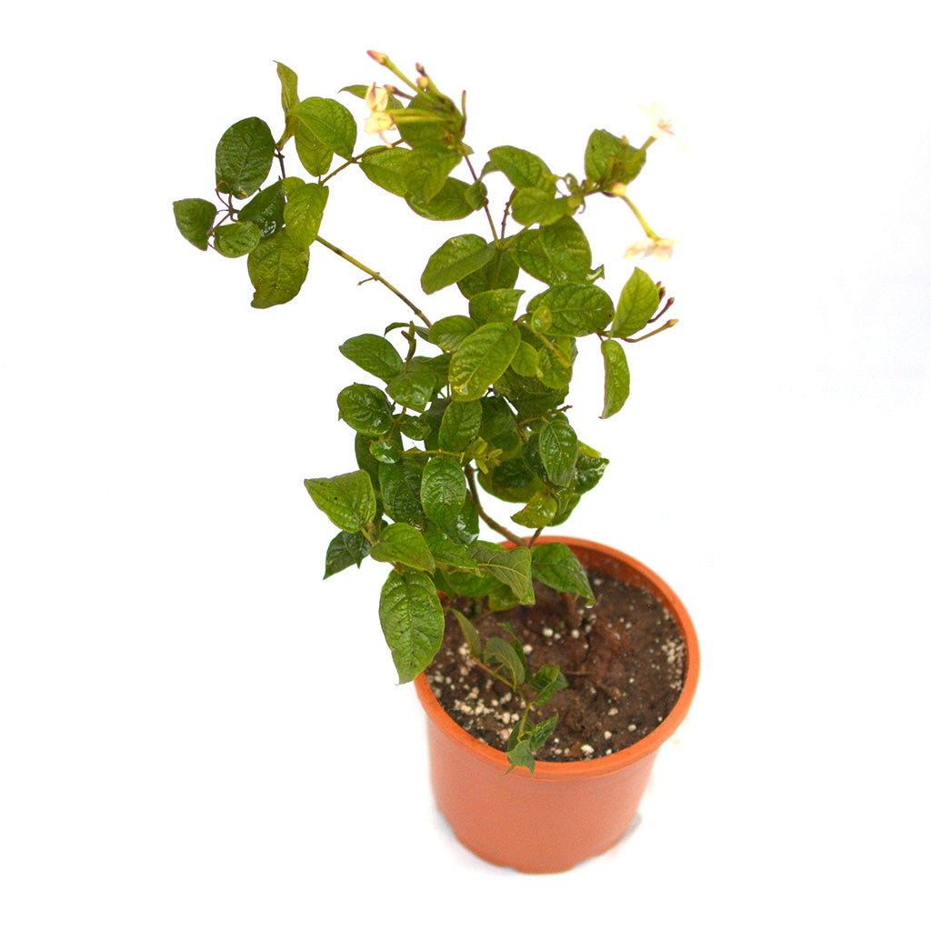 Dwarf Madhu Malti | MadhuMalti | Rangoon Creeper Plant – myBageecha