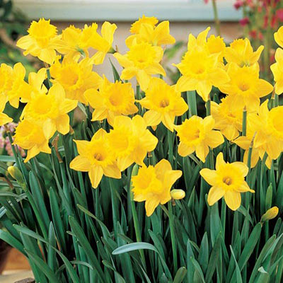 Narcissus 'Rapture' - Daffodil (Bulbs) - myBageecha
