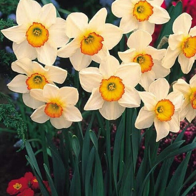 Narcissus 'Minnow' - Daffodil (Bulbs) - myBageecha