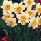 Narcissus 'Minnow' - Daffodil (Bulbs)