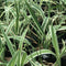 Tasmanian Variegated Flax-lily Plants myBageecha - myBageecha