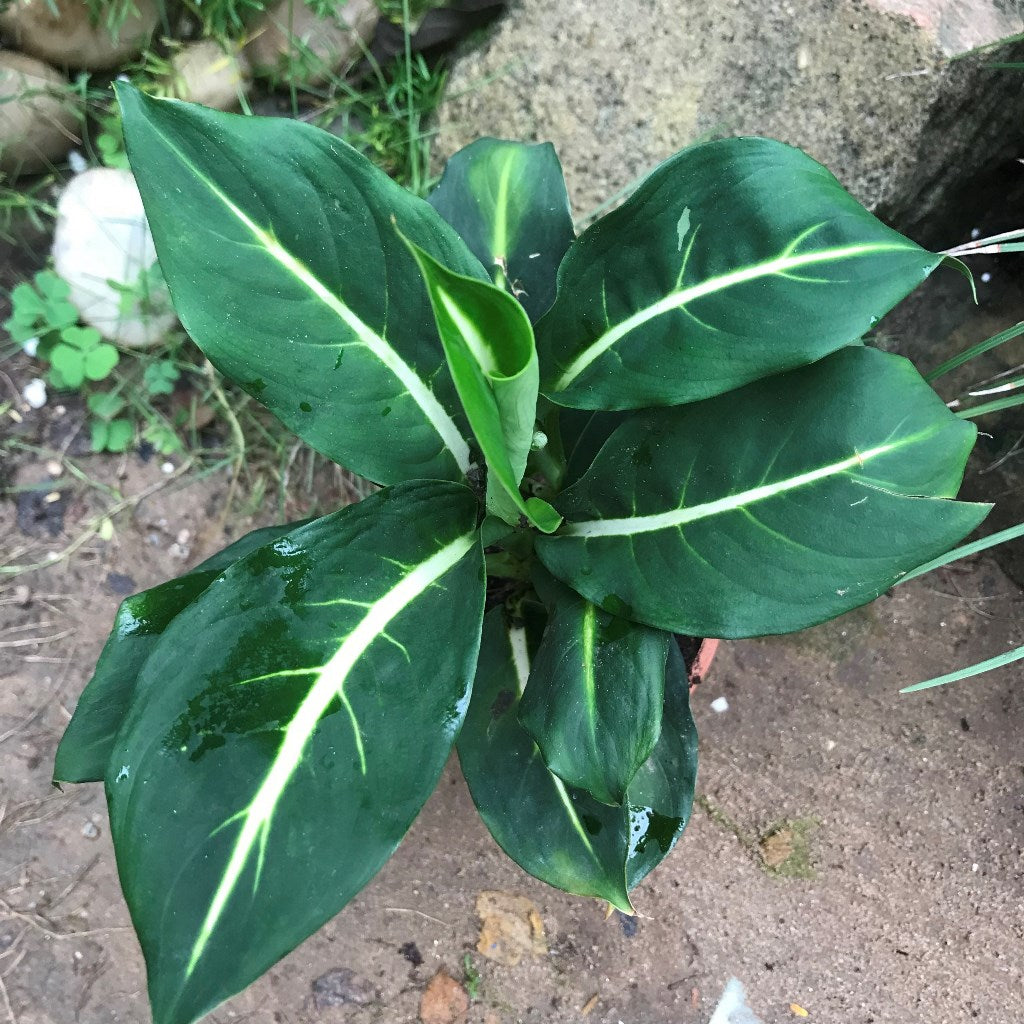 Dieffenbachia Green Magic Plant - myBageecha