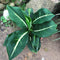 Dieffenbachia Green Magic Plant