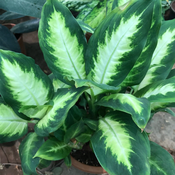 Dieffenbachia Maculata Camille Indoor Foliage