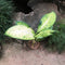Dieffenbachia amoena Big Banana Plant