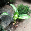 Dieffenbachia amoena Moroba Plant