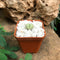 Dinteranthus Microspermus Succulent Plant