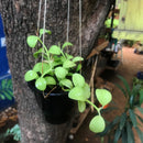 Dischdia Oiantha Geri Plant