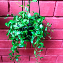 Dischidia oiantha Green Plant