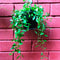 Dischidia oiantha Green Plant