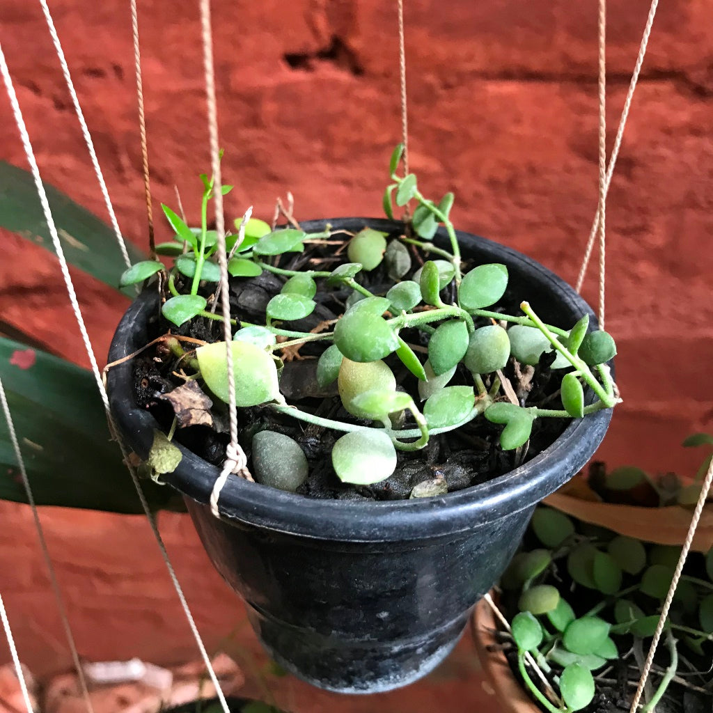 Dischidia Nummularia Plant - myBageecha