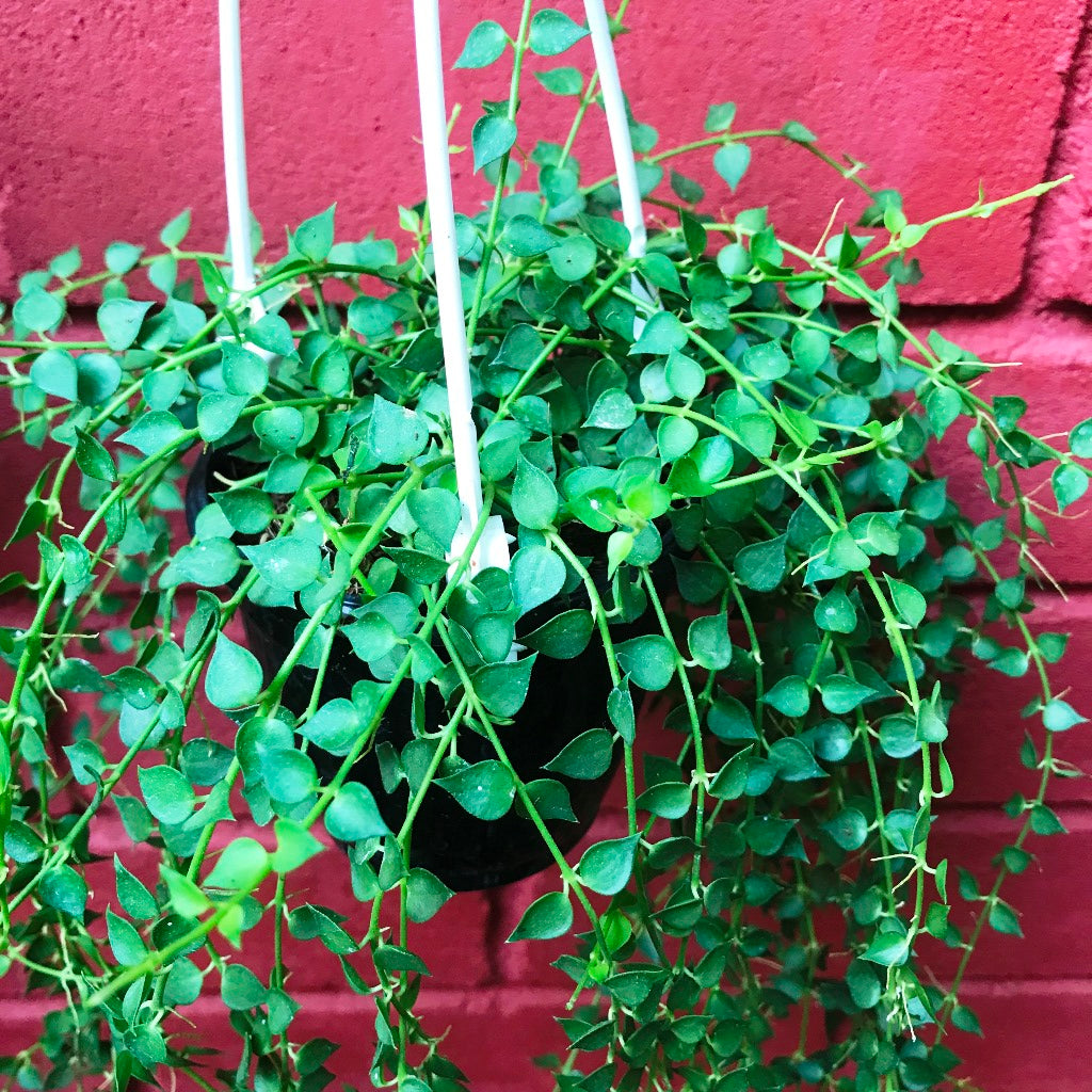 Dischidia Ruscifolia Million Hearts Plant – Mybageecha