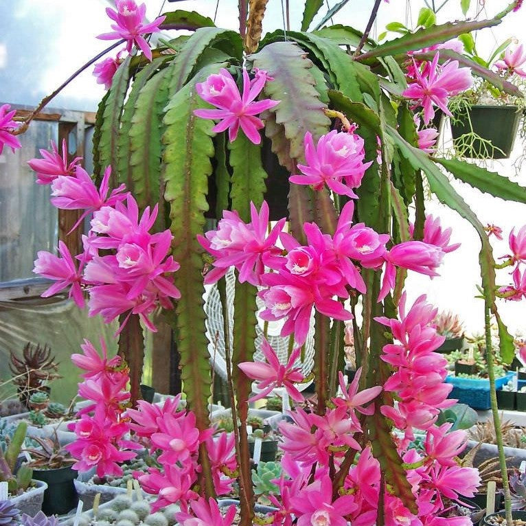 Disocactus Phyllanthoides German Empress Cactus Plant - myBageecha