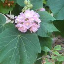 Dombeya Spectabilis Plant