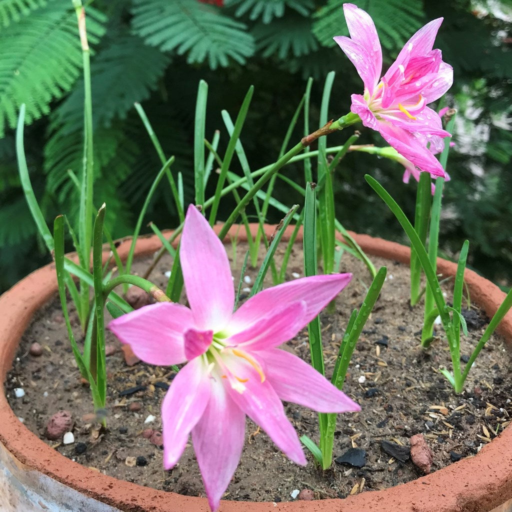 Rain Lily 'Double Lotus' (Bulbs) - myBageecha