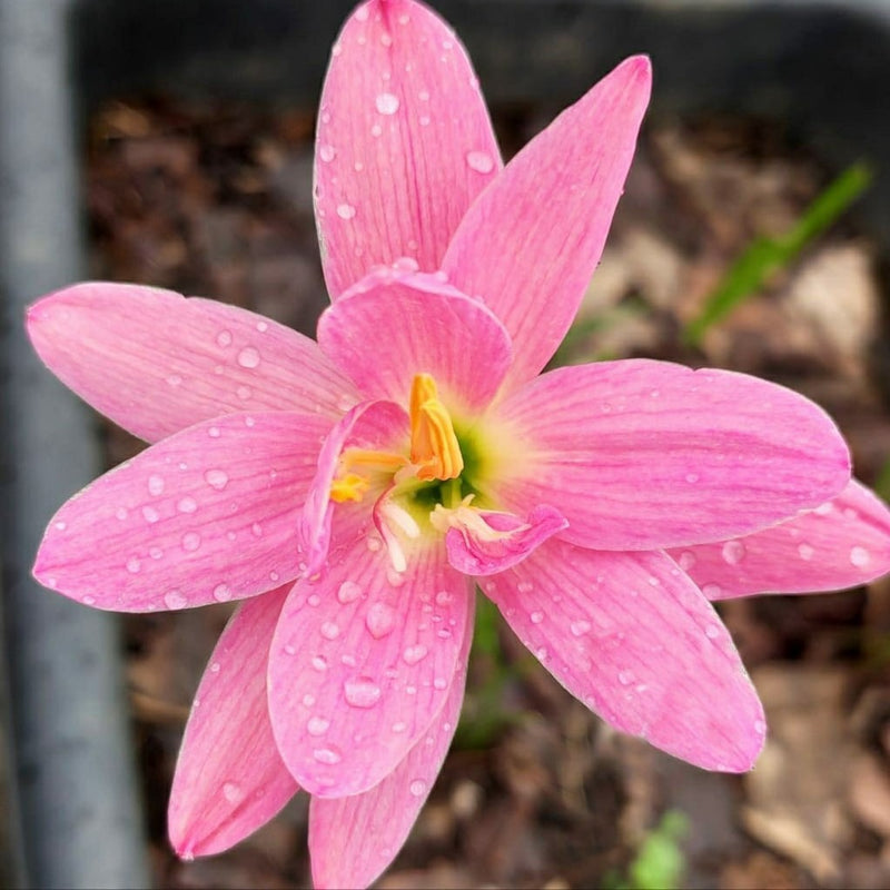 Rain Lily 'Double Lotus' (Bulbs)