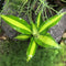 Dracaena fragrans Massangeana Plant