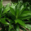 Dracaena Janet Craig Compacta Green Plant