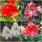 Amaryllis Dutch Lily (Bulbs)