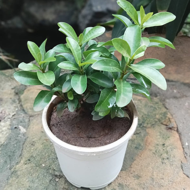 Ixora Dwarf White Plant