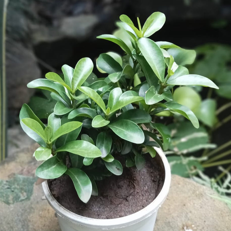Ixora Dwarf White Plant