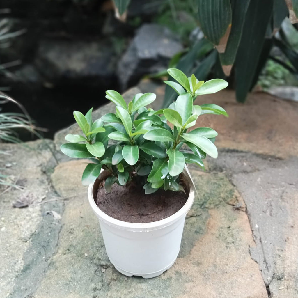 Ixora Dwarf White Plant - myBageecha