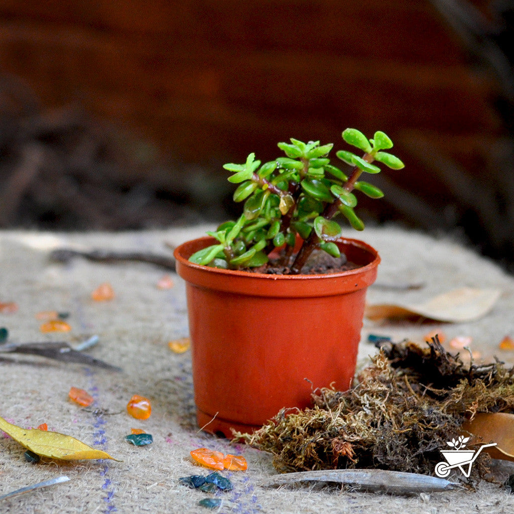 portulacaria afra vs jade plant Portulacaria Afra – Dwarf Jade Decorative Succulent Plant