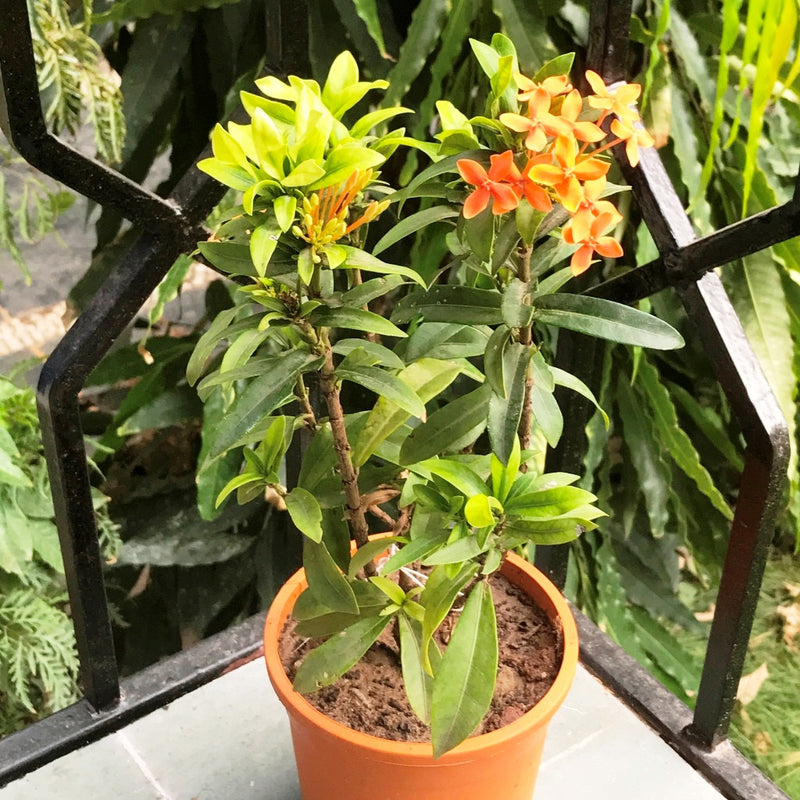 Dwarf Orange Ixora Plants myBageecha - myBageecha