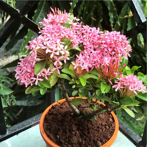 Set of 4 Year-round flowering plants- Arctic Snow Bush+ Dwarf Pink Ixora + Hibiscus Cooperi + Tecoma - myBageecha