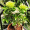 Dwarf White Ixora Plants myBageecha - myBageecha