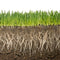ECA - 0-2 mm -For Seedling Garden Essentials myBageecha - myBageecha