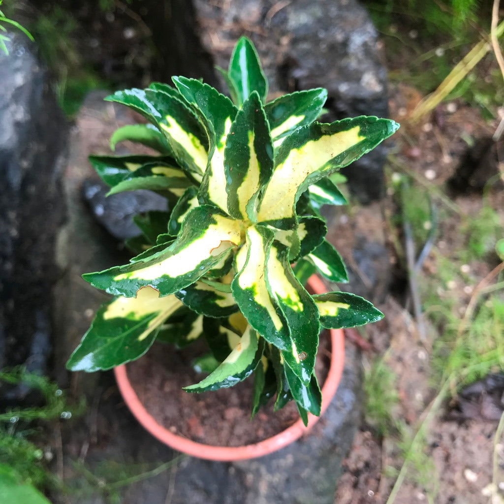 Euonymus fortunei Sunspot Plant - myBageecha