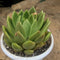 Echeveria Agavoides V. Corderoyi Succulent Plant