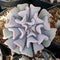 Echeveria Cubic Frost Succulent Plant