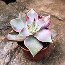 Echeveria Madiba Succulent Plant
