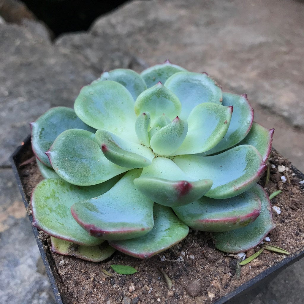 Echeveria Sensation Succulent Plant