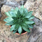 Echeveria Agavoides V. Corderoyi Succulent Plant