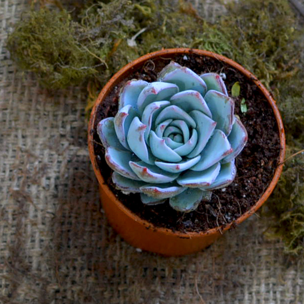 Echeveria Blue Bird Succulent Plant - myBageecha