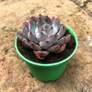 Echeveria Colorata Succulent Plant