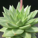 Echeveria Agavoides Green Succulent Plant