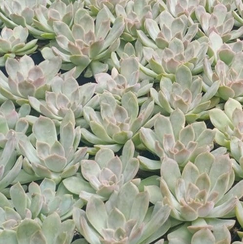 Echeveria Sp. Succulent Plant - myBageecha