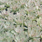 Echeveria Sp. Succulent Plant