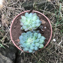 Echeveria Setosa Demuntia Succulent Plant