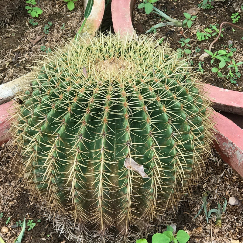 Echinocactus Grusonii Brevispinus Cactus Plant
