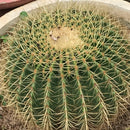 Echinocactus Grusonii Brevispinus Cactus Plant