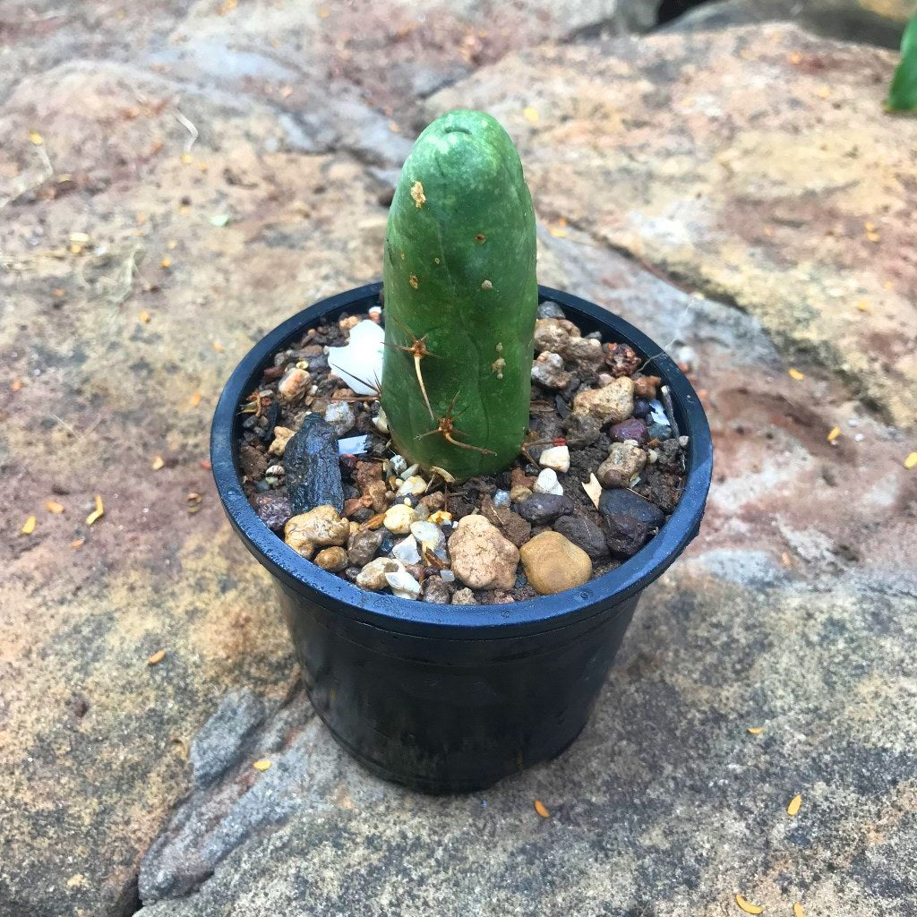 Echinocereus Bridgesii Penis Cactus Plant - myBageecha