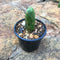Echinocereus Bridgesii Penis Cactus Plant